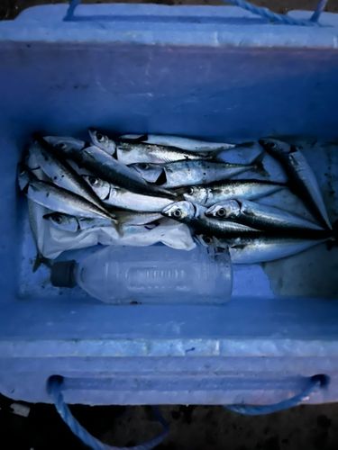 マサバの釣果