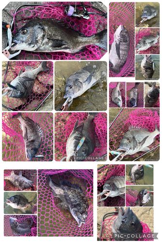 チヌの釣果