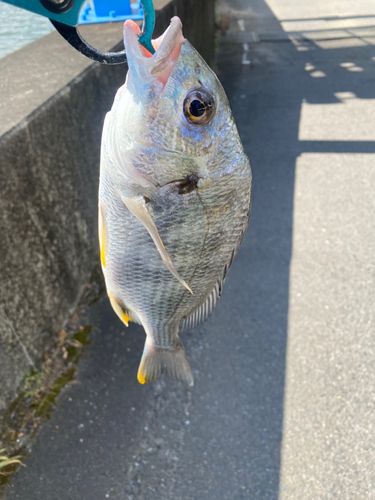 キビレの釣果