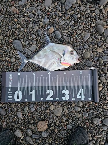 イトヒキアジの釣果