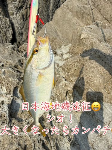 タコの釣果