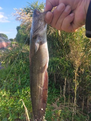 ナマズの釣果