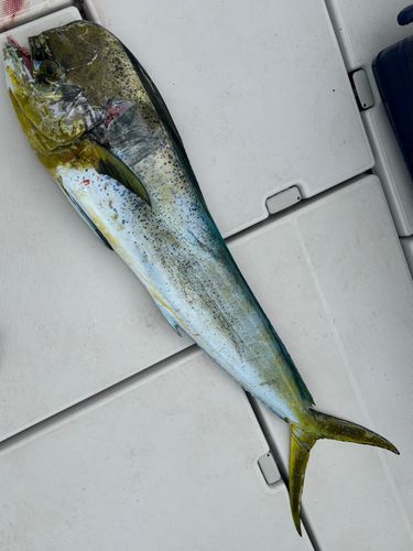 シイラの釣果