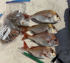 マダイの釣果