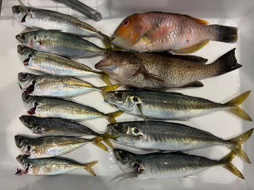 アジの釣果