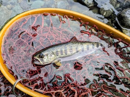 ヤマメの釣果