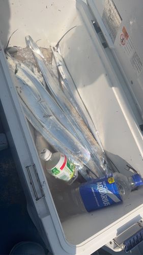 タチウオの釣果