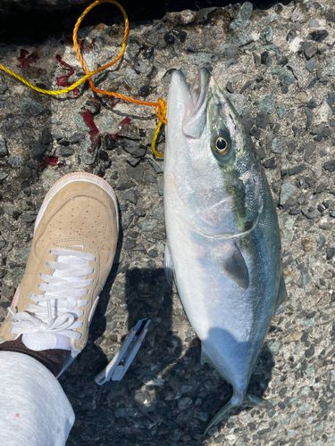 イナダの釣果