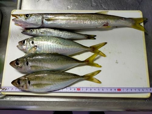 カマスの釣果
