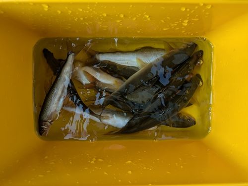 アユの釣果