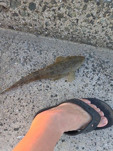 マゴチの釣果