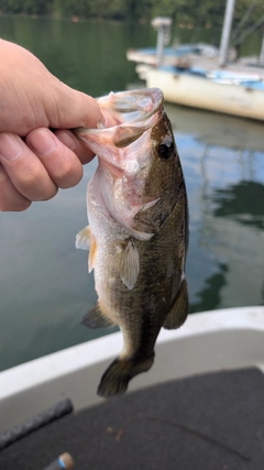 ブラックバスの釣果