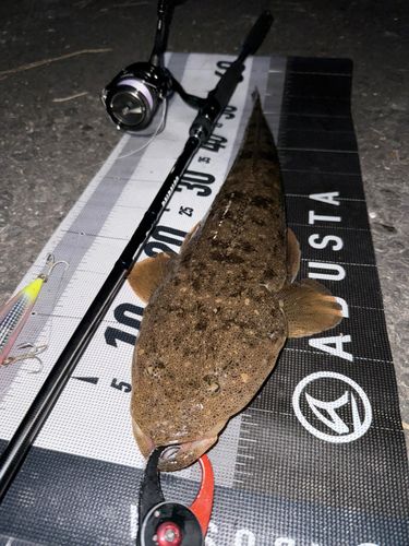 マゴチの釣果