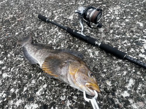 アイナメの釣果