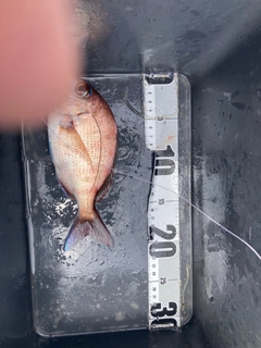 タイの釣果