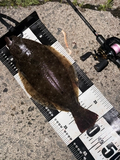 ヒラメの釣果