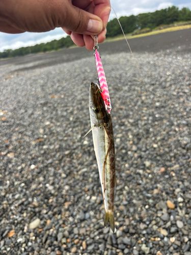 カマスの釣果