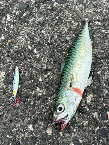 サバの釣果