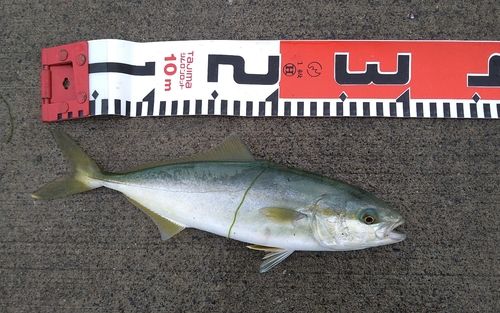 ワカシの釣果