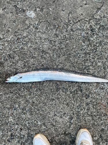 タチウオの釣果