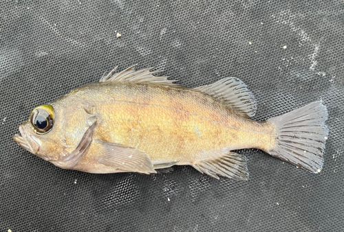クロメバルの釣果