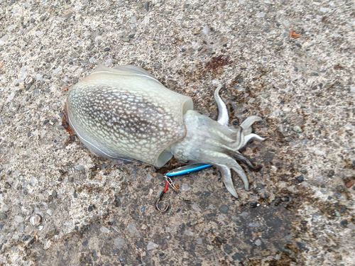 コウイカの釣果