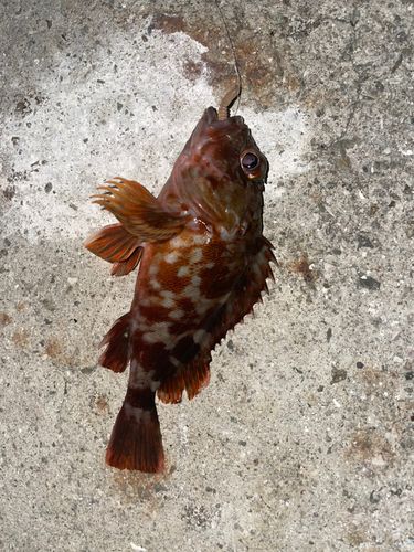 ガシラの釣果