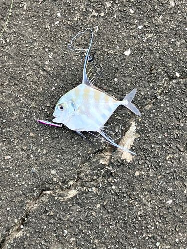 イトヒキアジの釣果