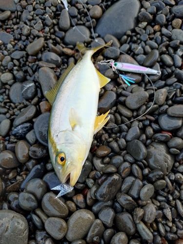 ショゴの釣果