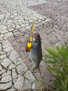 コボラの釣果