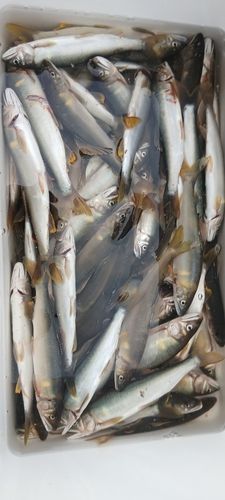 アユの釣果