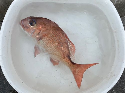 マダイの釣果
