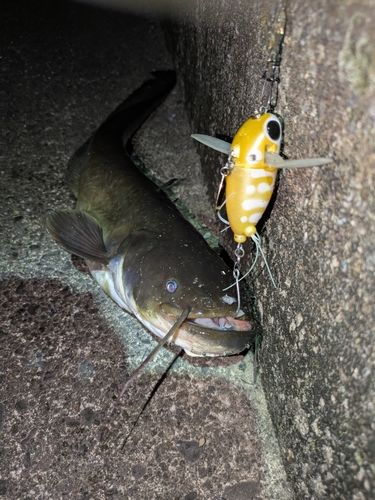 マナマズの釣果