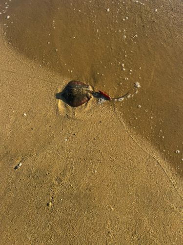 エイの釣果