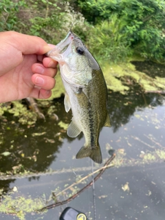ラージマウスバスの釣果