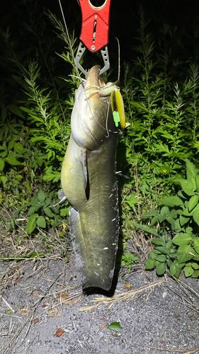 ナマズの釣果