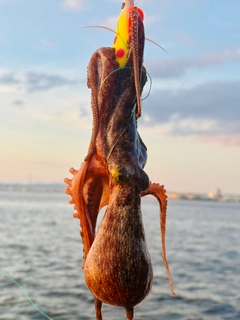 タコの釣果