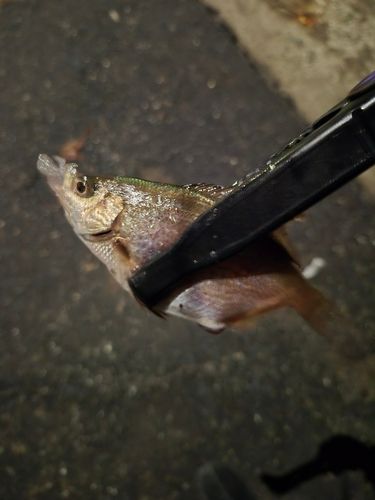 タナゴの釣果