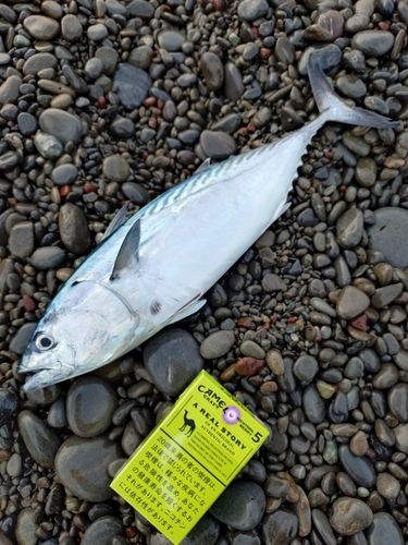 スマガツオの釣果