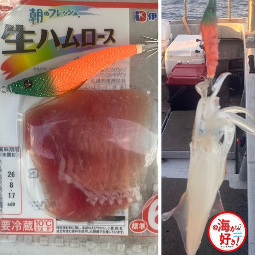 ケンサキイカの釣果