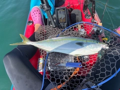 ワラサの釣果