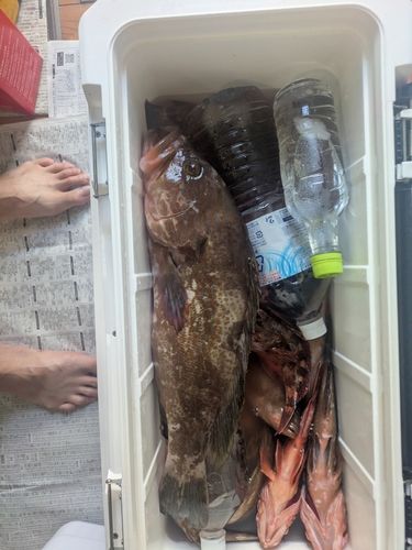 アコウの釣果