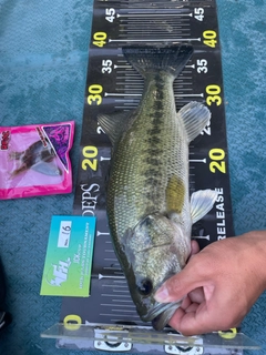 ラージマウスバスの釣果