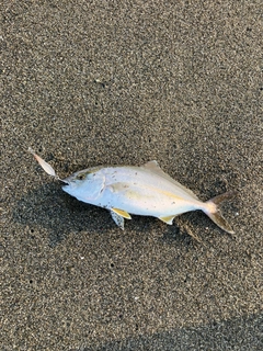 ショゴの釣果
