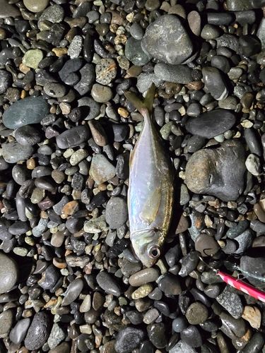 マアジの釣果