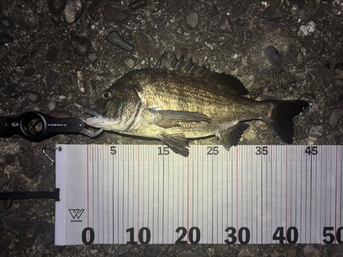 チヌの釣果