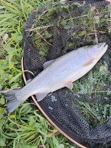 ニジマスの釣果