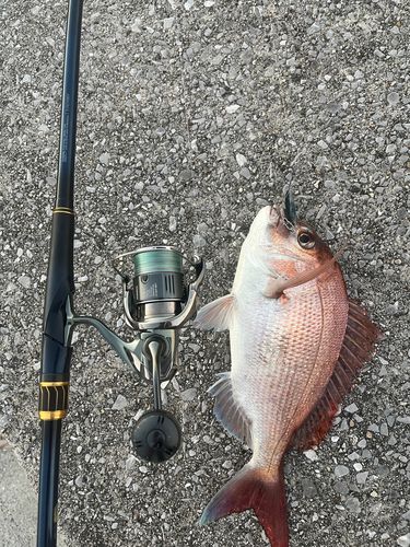 マダイの釣果