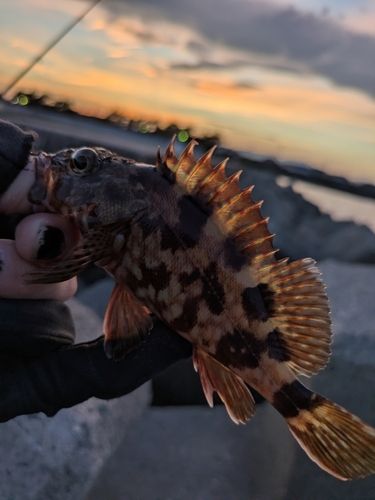 カサゴの釣果
