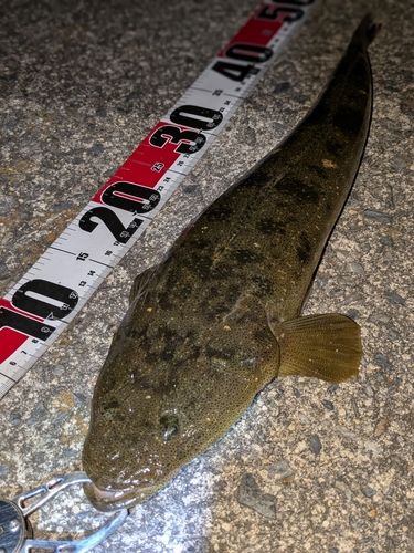 マゴチの釣果